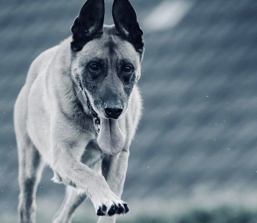 schäfer hund