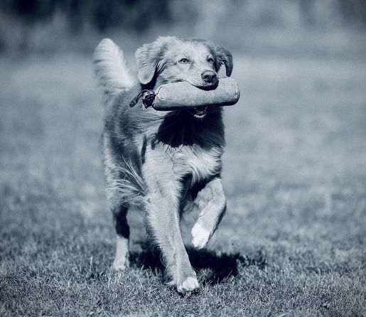 glad hund