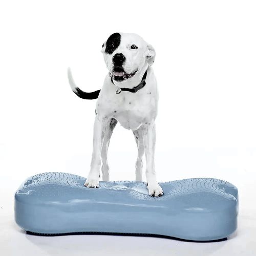 fysträning för hund