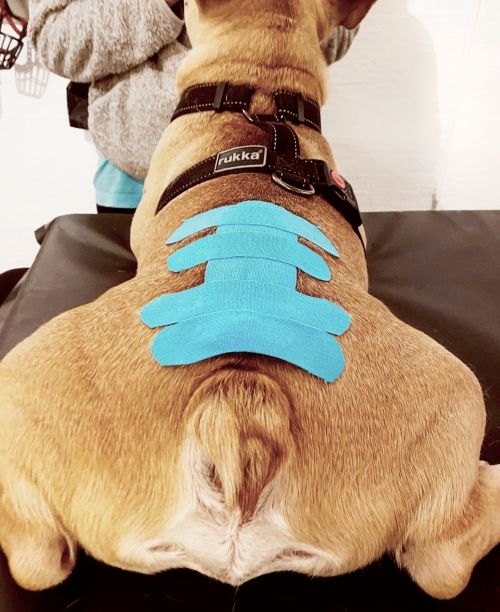 fysträning för hund